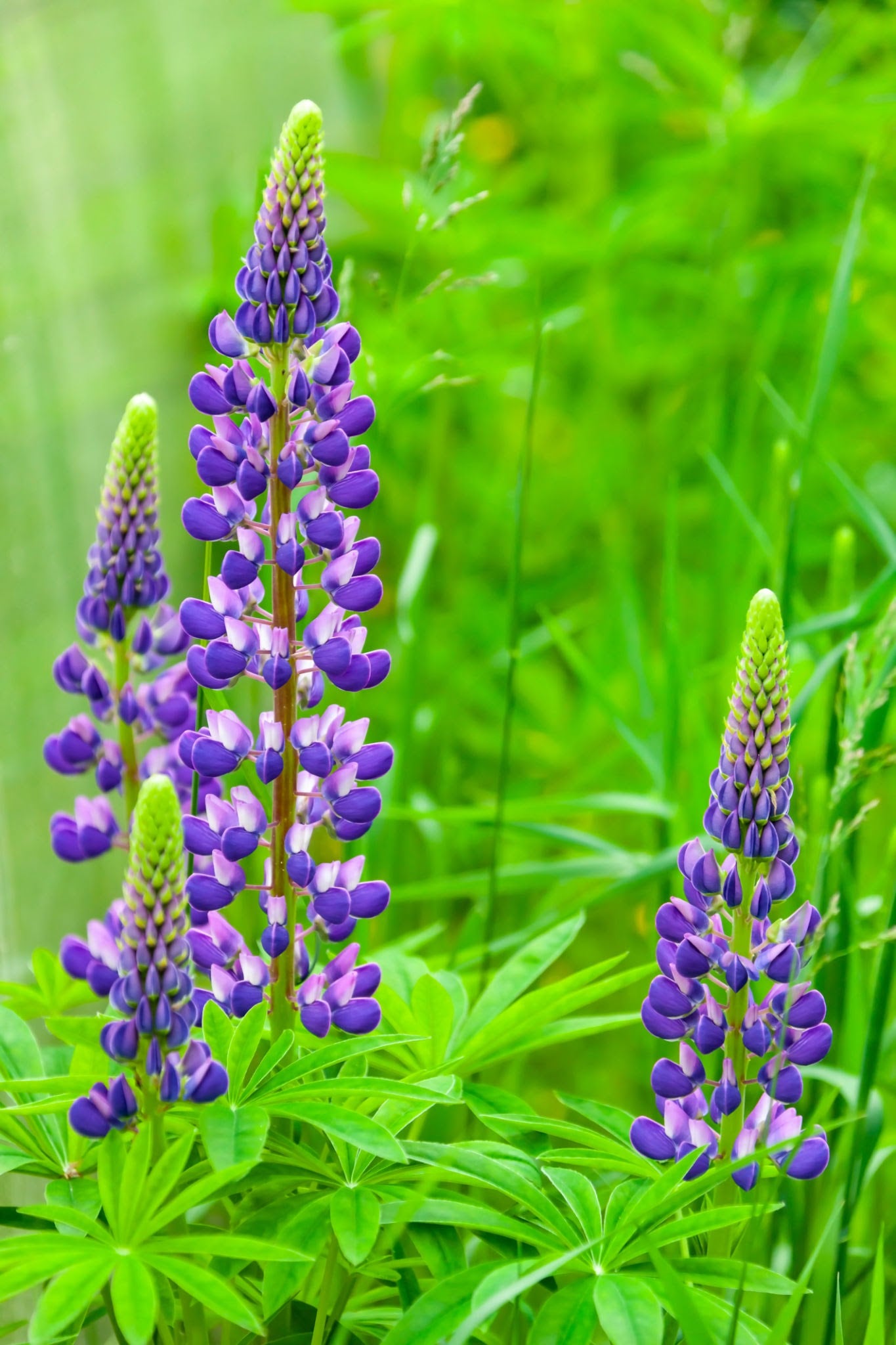 Wild Lupine - Lupinus perennis