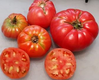 Mallee Rose Tomato - Veggie Potted Plant (Dwarf Tomato Project)