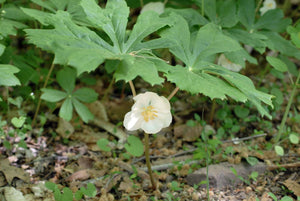 Mayapple - Podophyllum peltatum (Spring Native Plant)