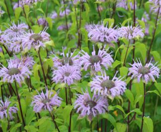 Wild Bergamot - Monarda fistulosa