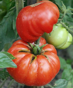 Mortgage Lifter Tomato - Veggie Start *Heirloom