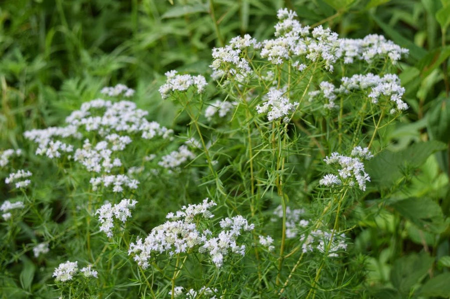 Narrow-leaf Mountain Mint (Pycnanthemum tenuifolium) 3 Narrow-leaf Mountain-mint - Pycnanthemum tenuifolium - Native Seeds