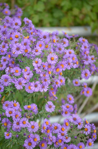 New England Aster - Symphyotrichum novae-angliae - Native Seeds