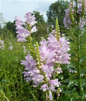 Obedient Plant - Physostegia virginiana