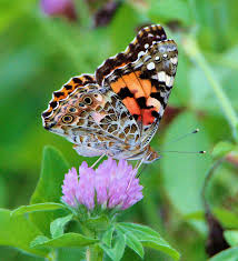 White Clover Seed - Trifolium repens - 1lb Bag - Seeds