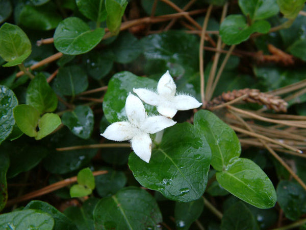 Partridge berry - Mitchella repens