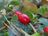 Partridge berry - Mitchella repens