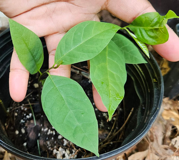 Pawpaw Tree - Asimina Triloba