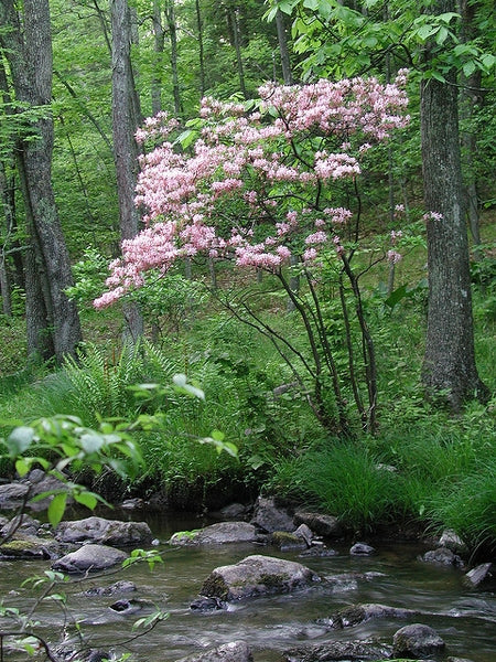 Pinxterbloom Azalea - Rhododendron periclymenoides