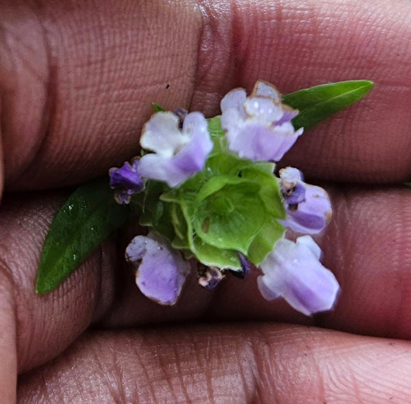 Common Self-heal - Prunella vulgaris