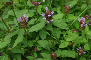 Common Self-heal - Prunella vulgaris