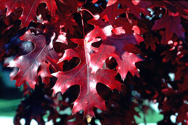 Scarlet Oak - Quercus coccinea