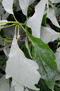 Swamp White Oak - Quercus bicolor