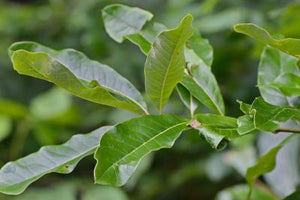 Shingle Oak - Quercus imbricaria