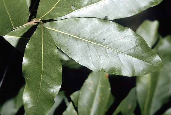 Shingle Oak - Quercus imbricaria