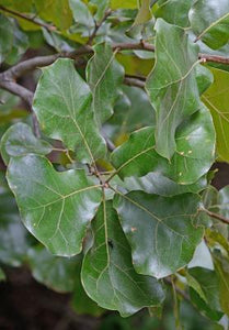 Post Oak - Quercus stellata