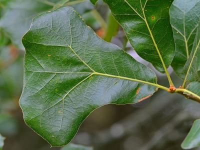 Post Oak - Quercus stellata