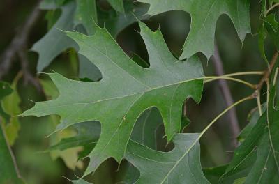 Pin Oak - Quercus palustris