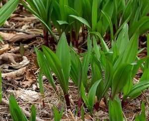 Ramps - Allium tricoccum