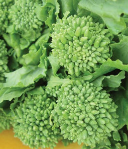 Rapini Broccoli - Veggie Start