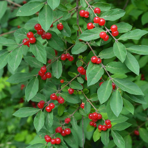 Red Chokeberry - Aronia arbutifolia