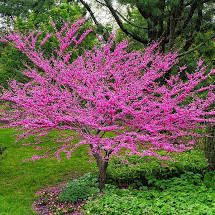 Redbud - Cercis canadensis