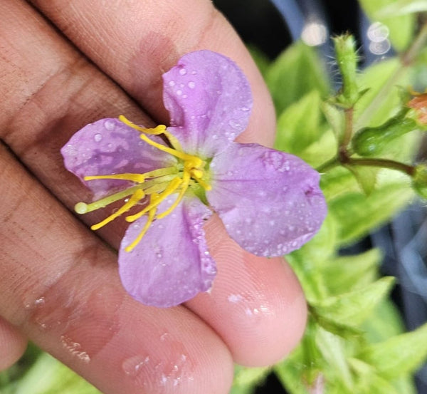 Virginia Meadow Beauty - Rhexia virginica