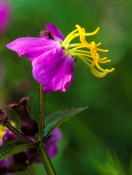 Virginia Meadow Beauty - Rhexia virginica