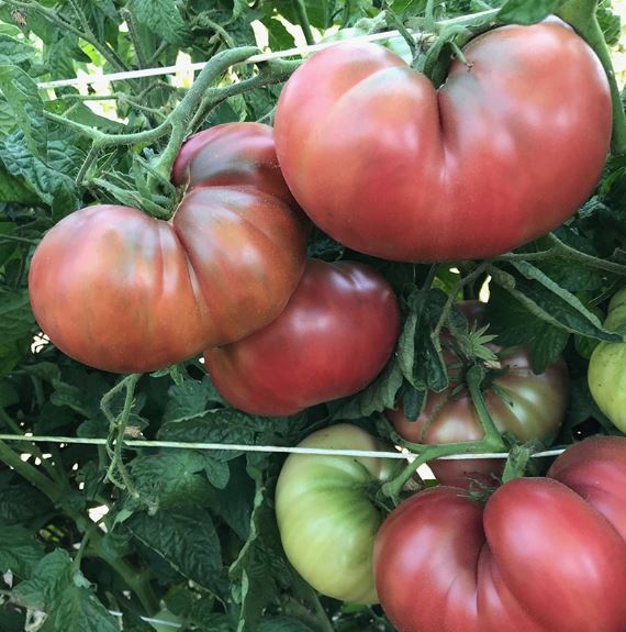 Rosella Purple Tomato - Veggie Start (dwarf tomato project)