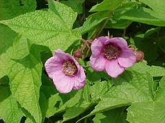 Purple-Flowering Raspberry - Rubus odoratus