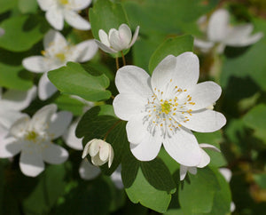 Rue Anemone - Thalictrum thalictroides