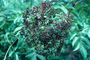 Elderberry - Sambucus canadensis