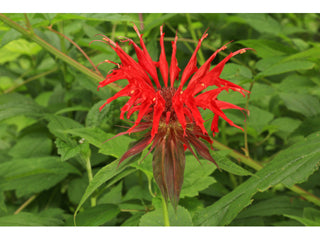 Scarlet Beebalm - Monarda didyma