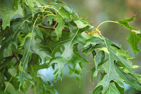 Scarlet Oak - Quercus coccinea