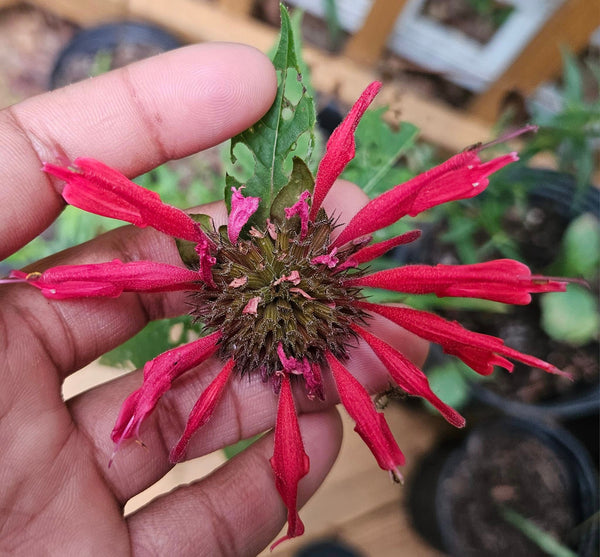 Scarlet Beebalm - Monarda didyma