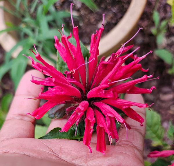 Scarlet Beebalm - Monarda didyma