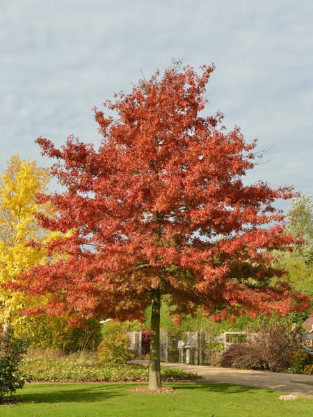 Scarlet Oak - Quercus coccinea