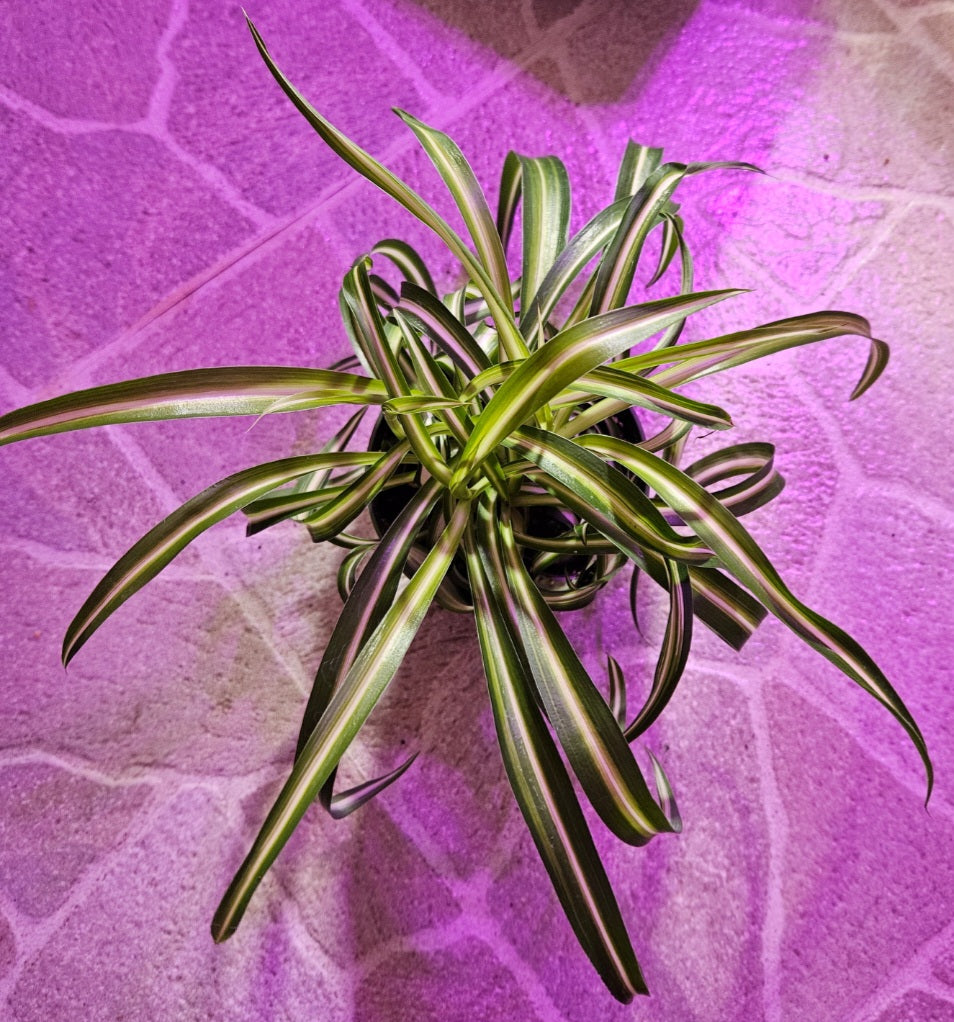 Spider Plant - Malamadre 'Green Edge'