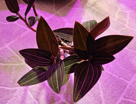 Jewel Orchid - Ludisia