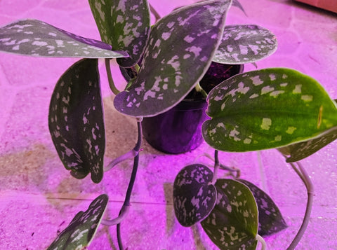 Pothos Pictus