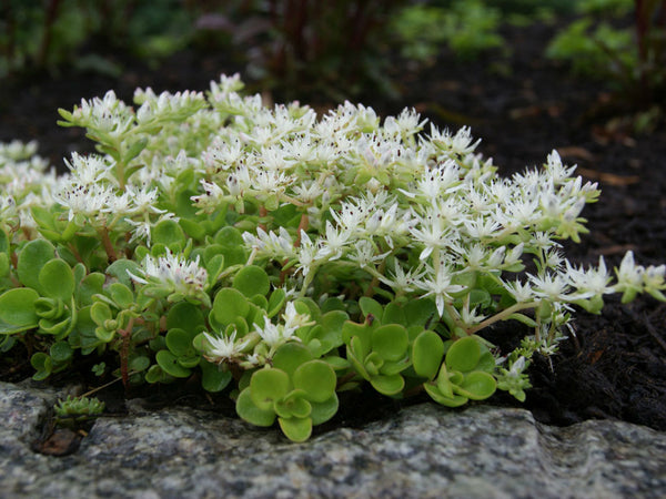 Sedum ternatum - Wild Stonecrop