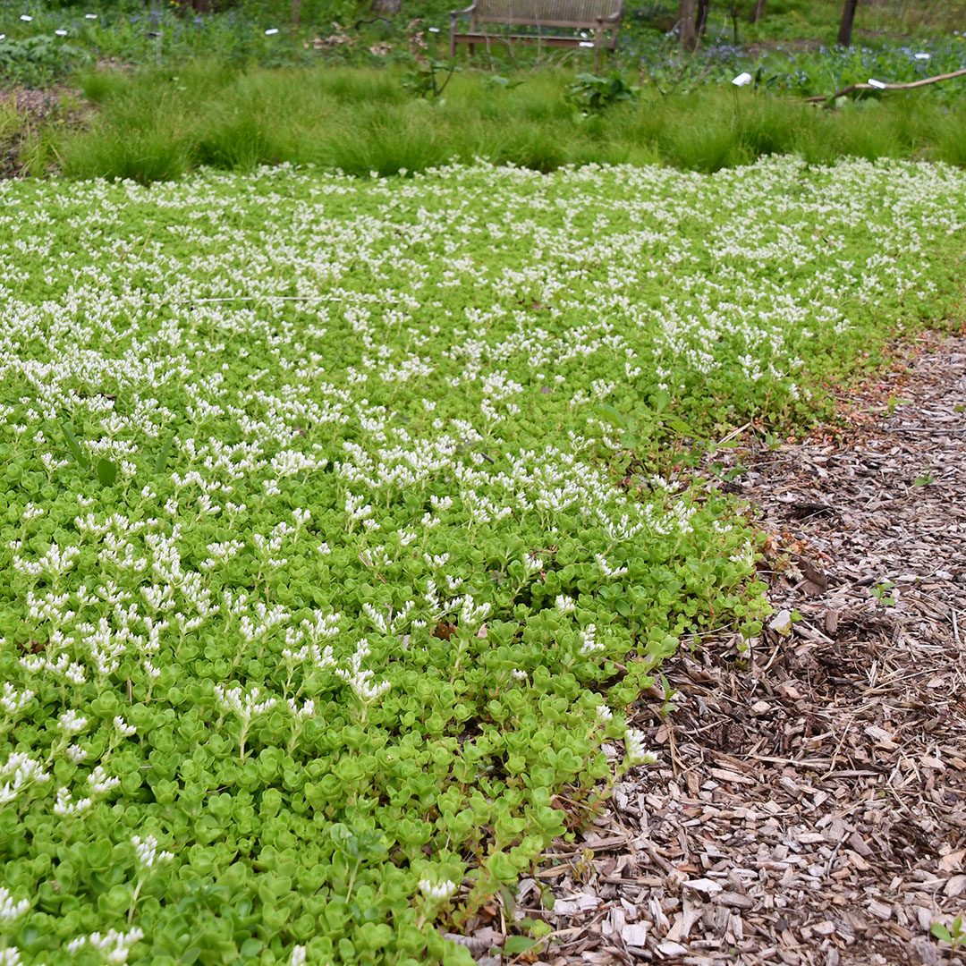 Sedum ternatum - Wild Stonecrop