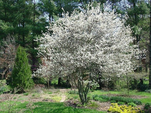 Canadian Serviceberry - Amelanchier canadensis