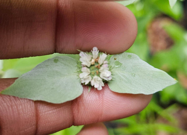 Short-toothed Mountain-mint - Pycnanthemum muticum - Native Seeds