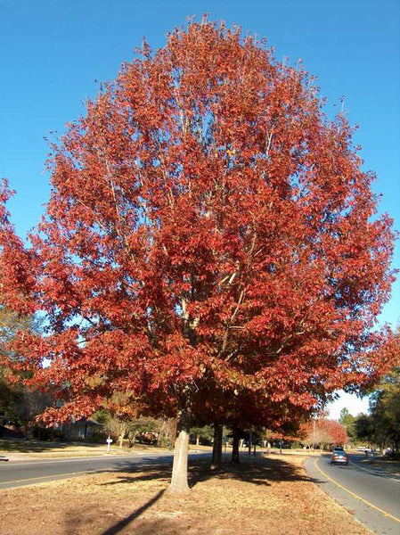 Black Oak - Quercus velutina