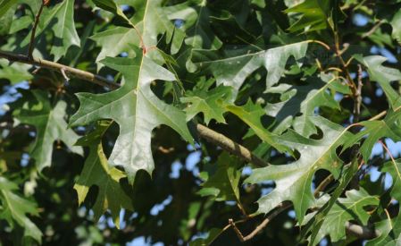 Shumard Oak - Quercus shumardii