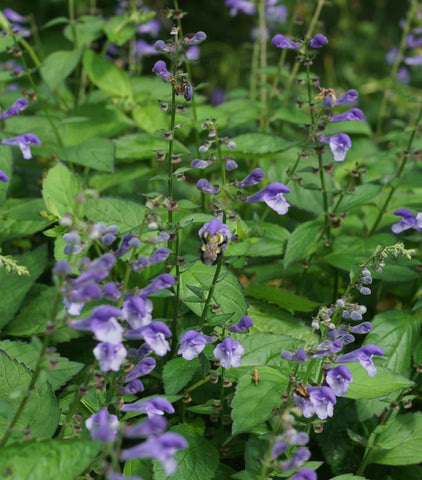 Hairy Skullcap - Scutellaria elliptica