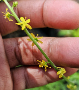 Small-flowered Agrimony - Agrimonia parviflora