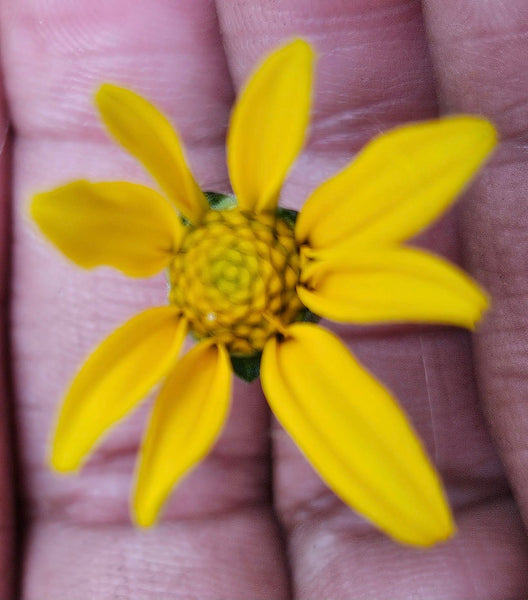 Smooth Oxeye - Heliopsis helianthoides