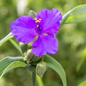 Ohio Spiderwort - Tradescantia ohiensis